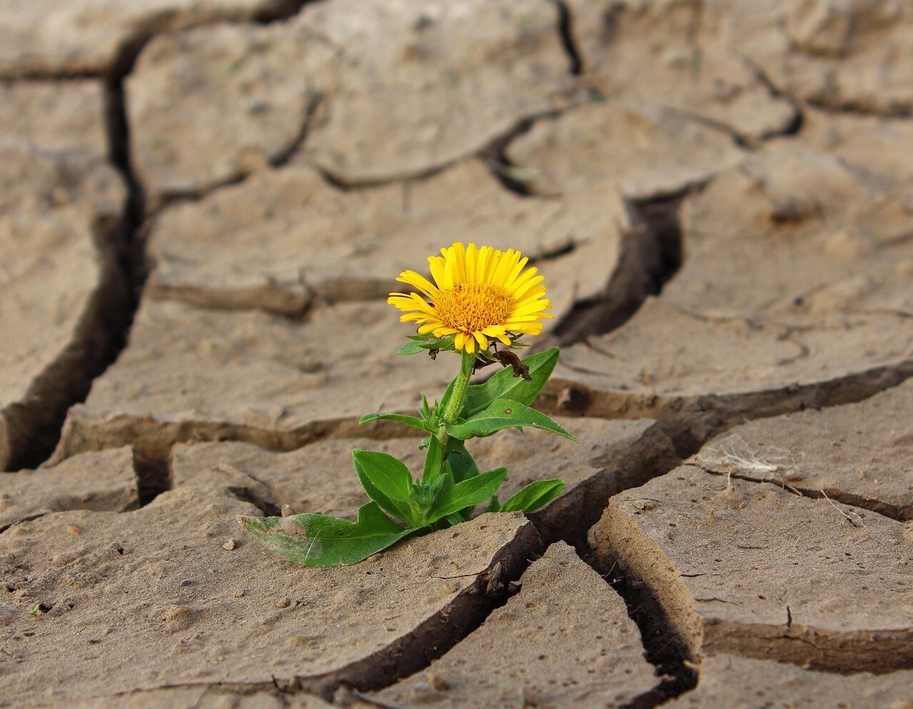 flower, life, yellow flower, crack, nature, desert, drought, survival, loneliness, dry, beautiful flowers, dirt, flower background, flower wallpaper, single flower, bloom, blossom, yellow petals