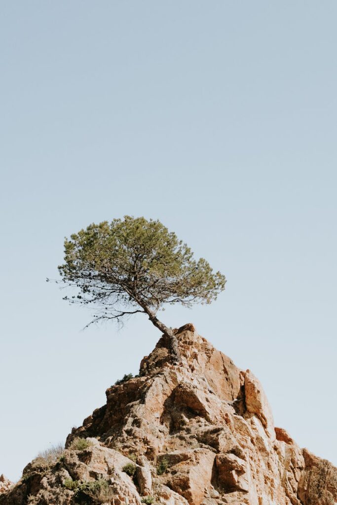 A solitary tree stands atop a rocky cliff, symbolizing resilience amidst rugged nature.